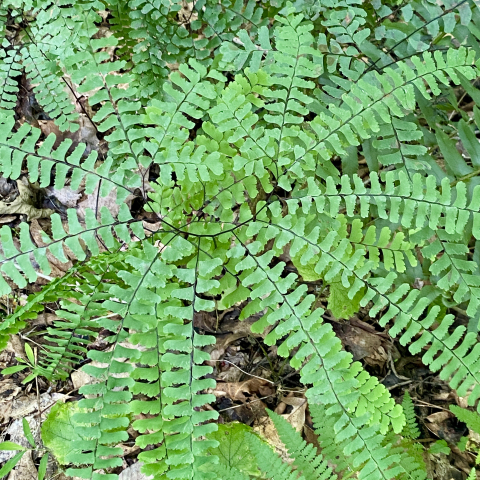 Maidenhair fern.