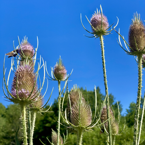 August 13. Teasel.
