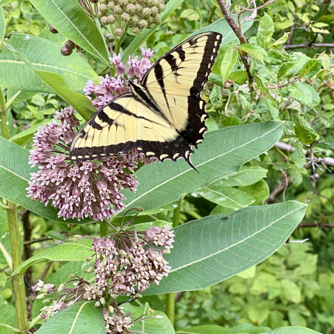 August 16. Tiger swallowtail on Common Milkweed.