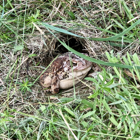 American Toad.