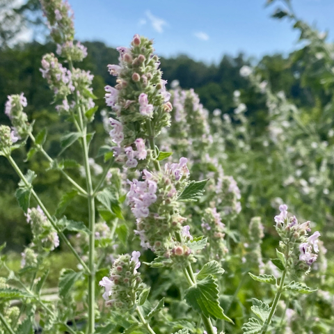 July 29. Catnip.