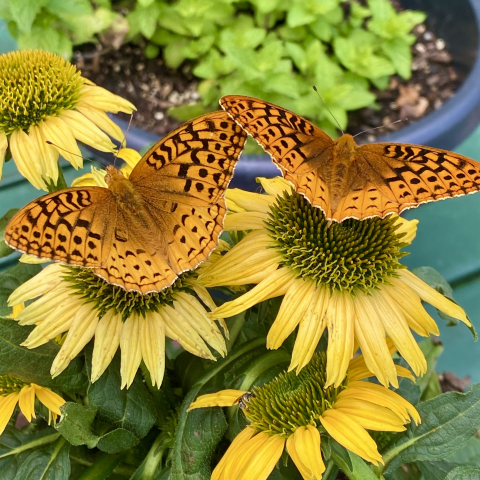 July 4. Atlantis Fritillary on Echinacea.