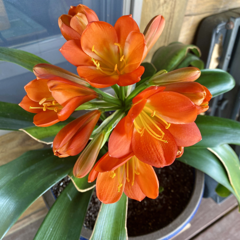 July 16. Clivia blooming on the porch!