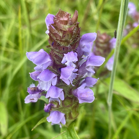 July 19. Heal All (Prunella vulgaris).