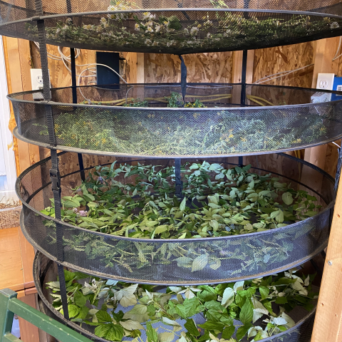 July 23. Feverfew, St. John's Wort, Mint & Raspberry fill a drying rack.