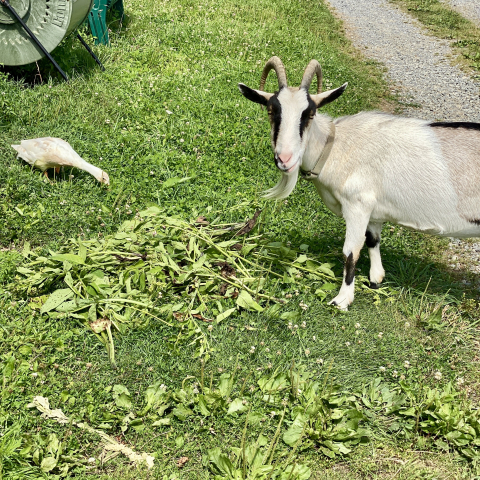 July 26. Dora loves a treat of Comfrey from the garden!