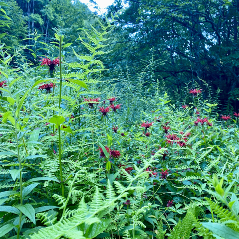 July 30. Scarlet Bee Balm in Hidden Valley