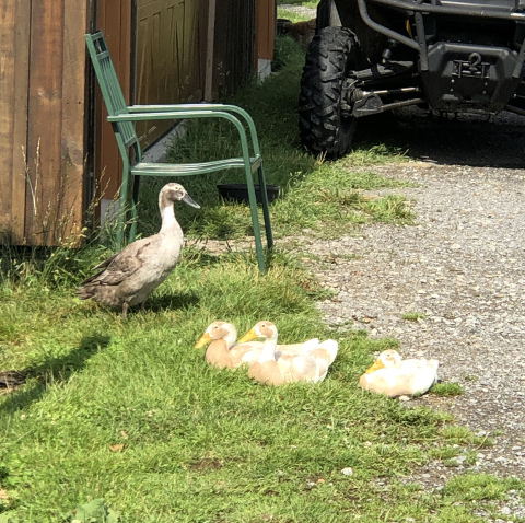 June 30. It's wonderful to see how Sandy has taken to watching over and teaching the ducklings.