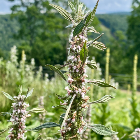 Motherwort.