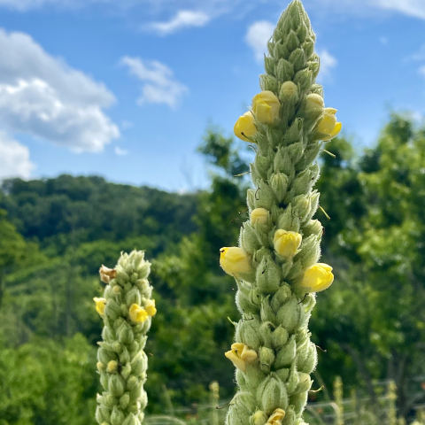 Mullein flowers.