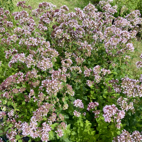 Oregano.