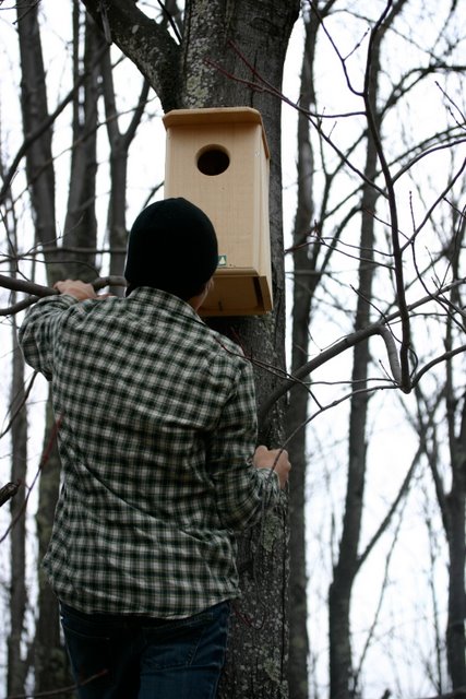 Kestrel nestbox near Wiley Way