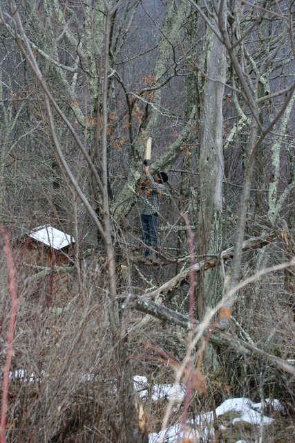 Installing a Screech Owl nest box in the Sumac Sanctuary
