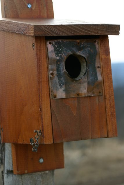 Bluebird house on the front fence