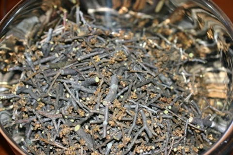Trimmed witch hazel twigs, ready for boiling