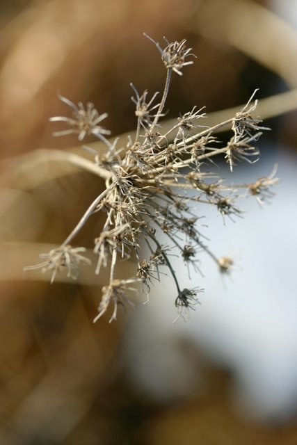 Queen Anne's Lace