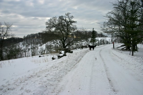 Looking toward the garden