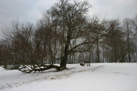 The Grandmother Apple Tree