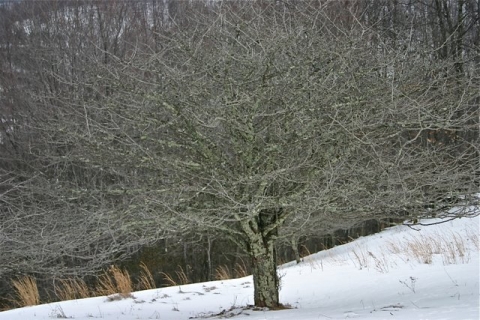 Hawthorn