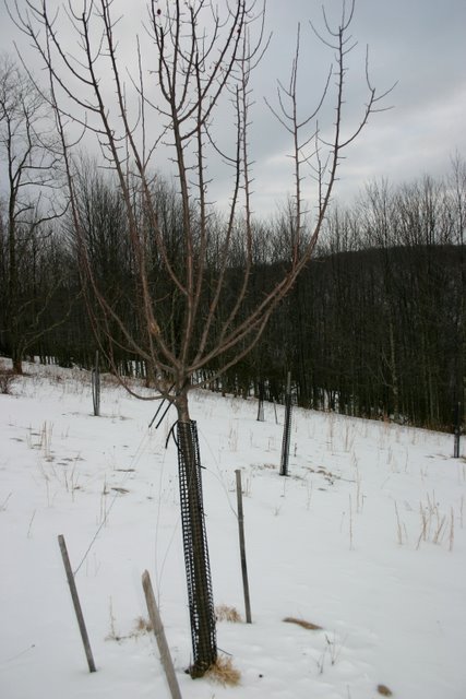 Young apple tree