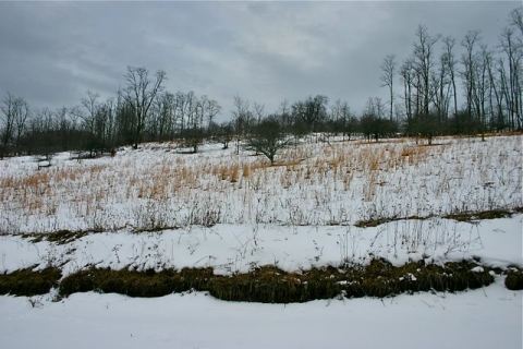 View uphill from the young orchard