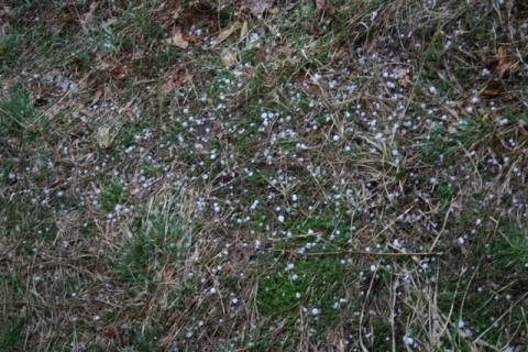 Hail, March 21