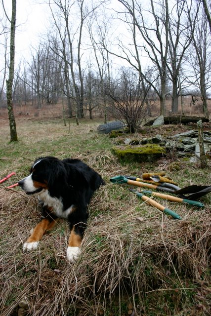 Cosmo supervising orchard work, March 22