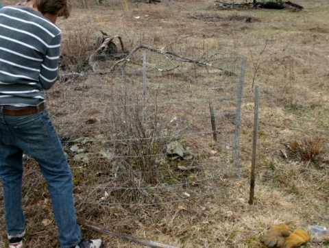 Installing new fence around gooseberry bushes