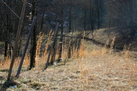 Young orchard