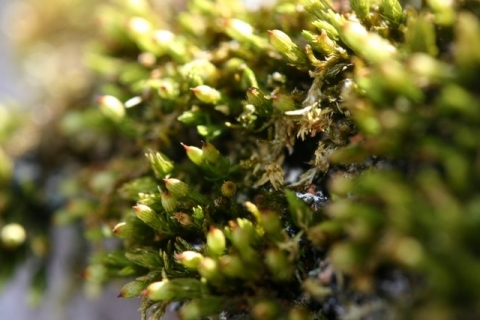 Moss