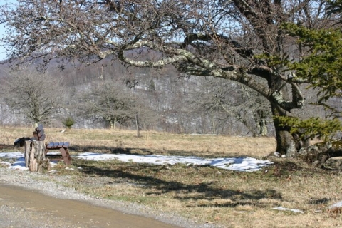 Grandmother apple tree