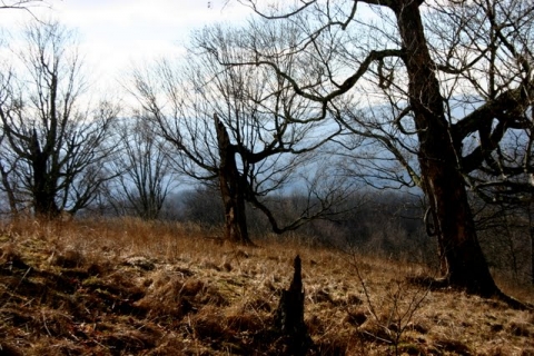 Allegheny Ents.