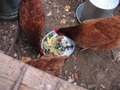 The girls love treats!