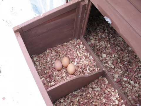 Three girls, three eggs. A good day.