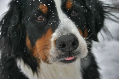 February 25. Our last snowfall--so far!