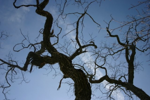 March 11, on a walk in the neighborhood.
