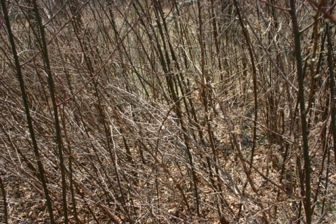 March 21, a blackberry stand, before pruning.