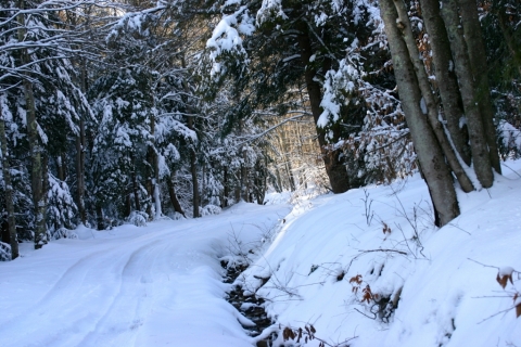 Through a Narnian wonderland, toward the sun.