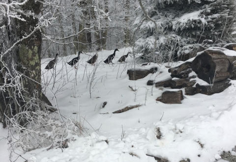 Ducks in a row!