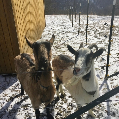 Miss Clyde & Dora. January 25.