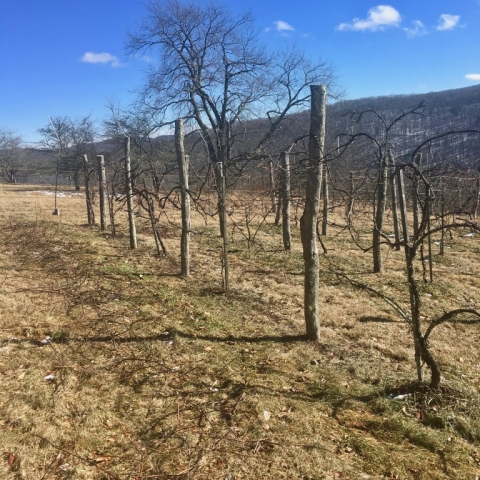 Finally, a sunny day! January 28. Spent time pruning the grapevines.