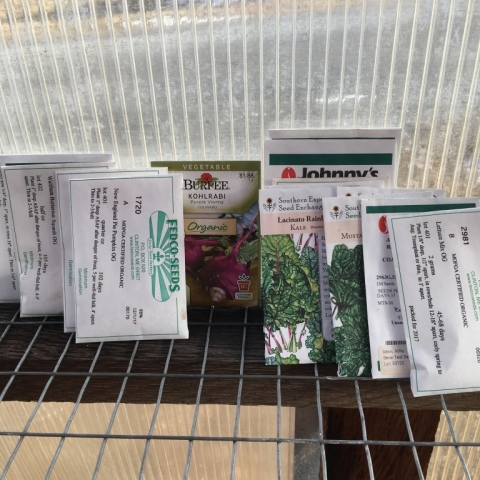 Seed-sorting in the greenhouse.