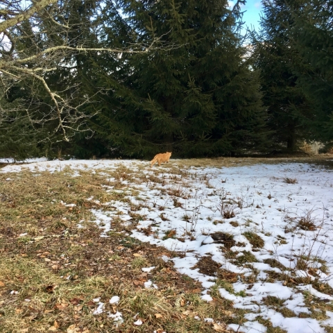 Big Tom goes exploring.