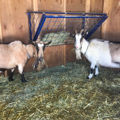 Miss Clyde and Dora in the house!