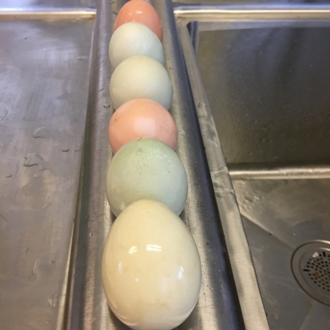 Brightside hens are working for a living again! Check out the Martha Stewart palette. Oh, yeah.