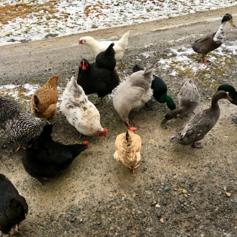 All the Brightside birds love meal worms. Spoiled rotten? Well, maybe not rotten. :-)
