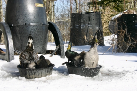 Ducks love water. Ice...not so much.