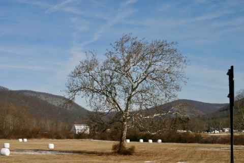 My favorite Sycamore. Bartow, Wv. 