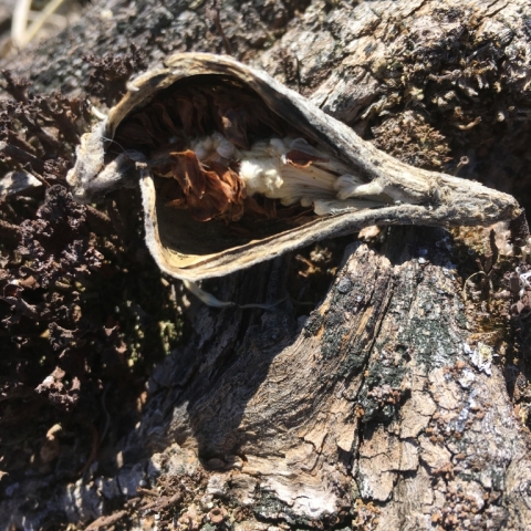 Milkweed pod.