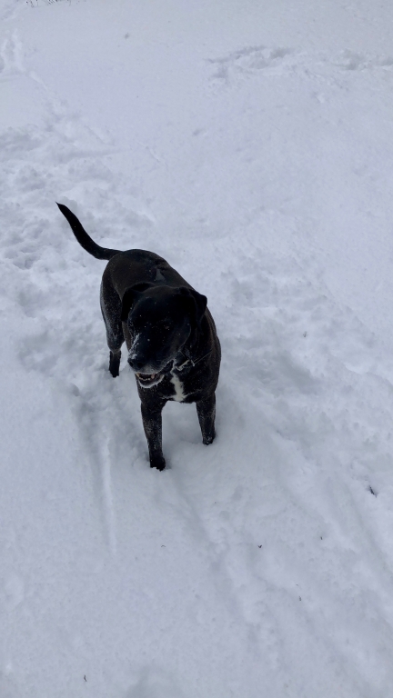 Buddy loving the snow!